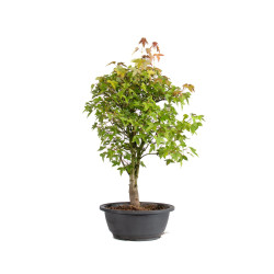 Acer buergerianum - B4998