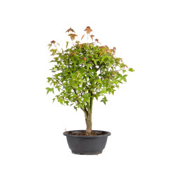 Acer buergerianum - B4998
