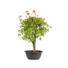 Acer buergerianum - B4998