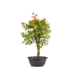 Acer buergerianum - B4998