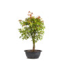 Acer buergerianum - B4998