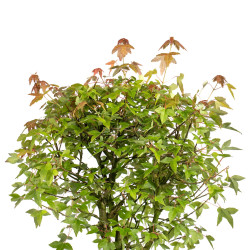 Acer buergerianum - B4998