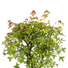 Acer buergerianum - B4998