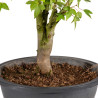 Acer buergerianum - B4998
