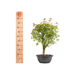 Acer buergerianum - B4998