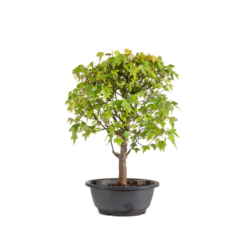 Acer buergerianum - B4999