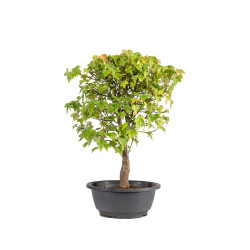 Acer buergerianum - B4999