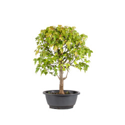 Acer buergerianum - B4999