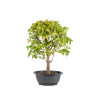 Acer buergerianum - B4999