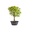 Acer buergerianum - B4999