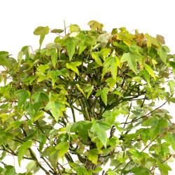 Acer buergerianum - B4999