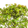 Acer buergerianum - B4999