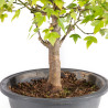 Acer buergerianum - B4999