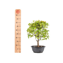 Acer buergerianum - B4999