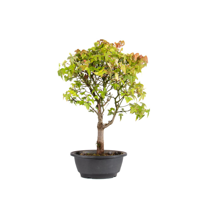 Acer buergerianum - B5002