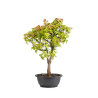 Acer buergerianum - B5002
