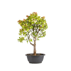 Acer buergerianum - B5002