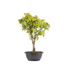 Acer buergerianum - B5002