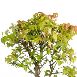 Acer buergerianum - B5002
