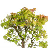 Acer buergerianum - B5002