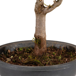 Acer buergerianum - B5002