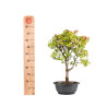 Acer buergerianum - B5002