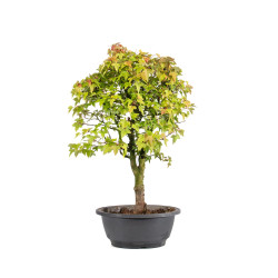 Acer buergerianum - B5003