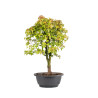 Acer buergerianum - B5003