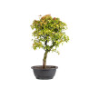 Acer buergerianum - B5003