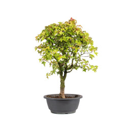 Acer buergerianum - B5003