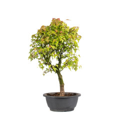 Acer buergerianum - B5003