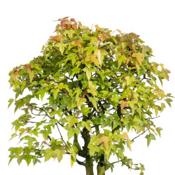 Acer buergerianum - B5003