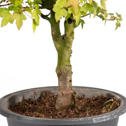 Acer buergerianum - B5003