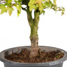 Acer buergerianum - B5003