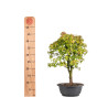 Acer buergerianum - B5003