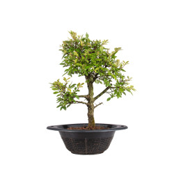 Zelkova nire - B5004