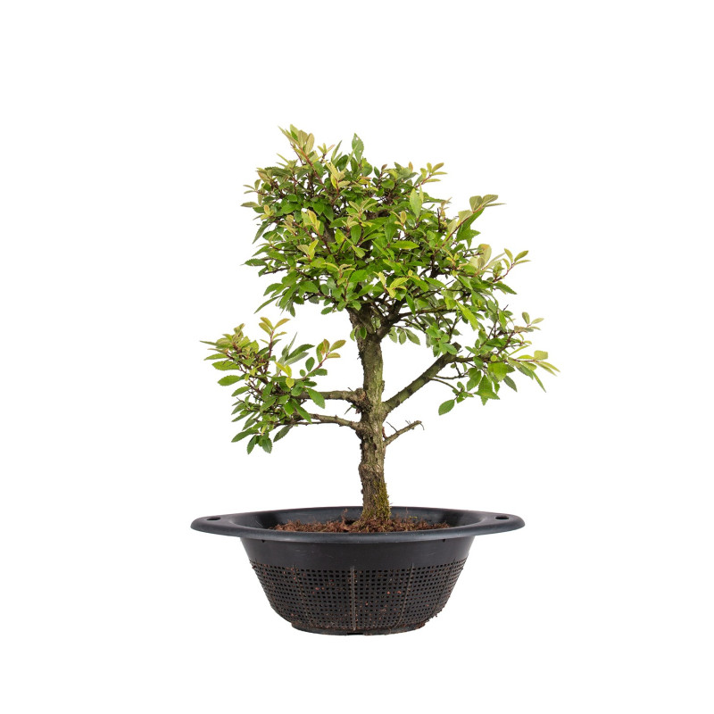 Zelkova nire - B5004