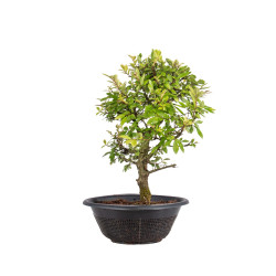 Zelkova nire - B5004