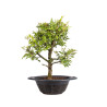 Zelkova nire - B5004