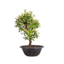 Zelkova nire - B5004