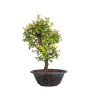 Zelkova nire - B5004