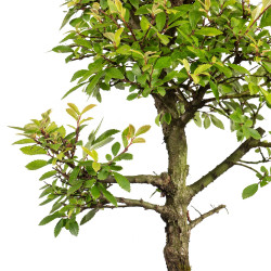 Zelkova nire - B5004