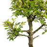 Zelkova nire - B5004
