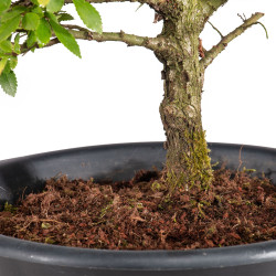 Zelkova nire - B5004