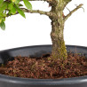 Zelkova nire - B5004