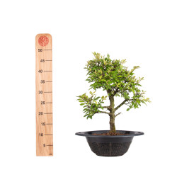 Zelkova nire - B5004