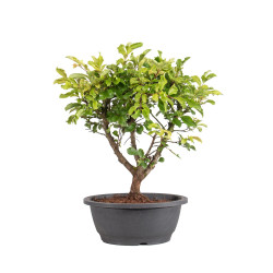 Zelkova nire - B5005