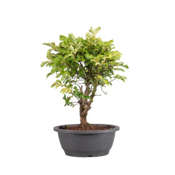 Zelkova nire - B5005