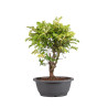 Zelkova nire - B5005