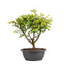 Zelkova nire - B5005